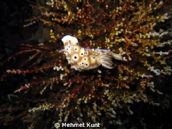 A nudibranch from Komodo by Mehmet Kunt 